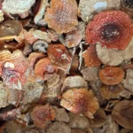 Bulk Dried Amanita Muscaria Caps